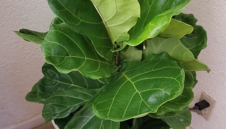 Plant soil moisture sensor